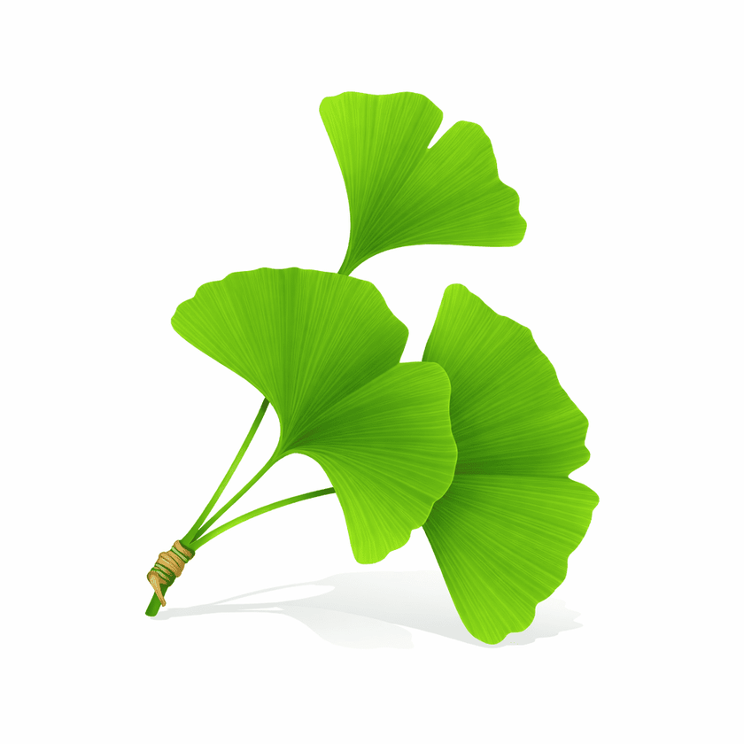 Ginkgo biloba leaf
