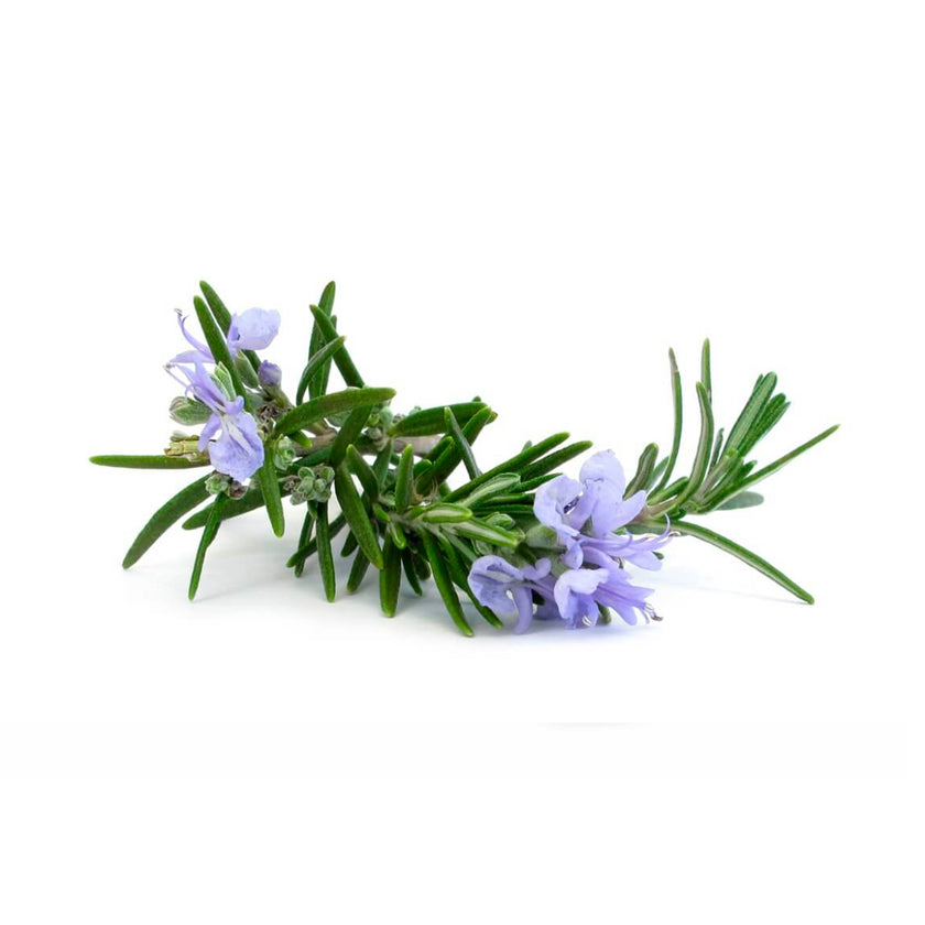 Rosemary Extract
