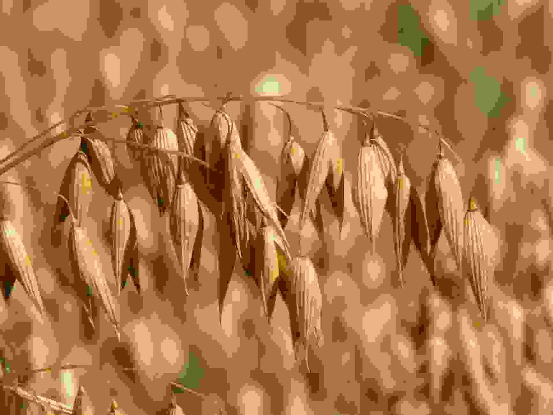 How to prepare Protein Oats to get ready for your day - Ripped Up Nutrition