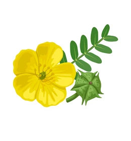 Tribulus terrestris extract